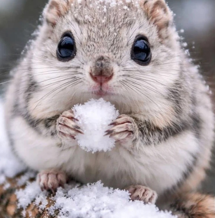 雪玉を持つエゾモモンガ